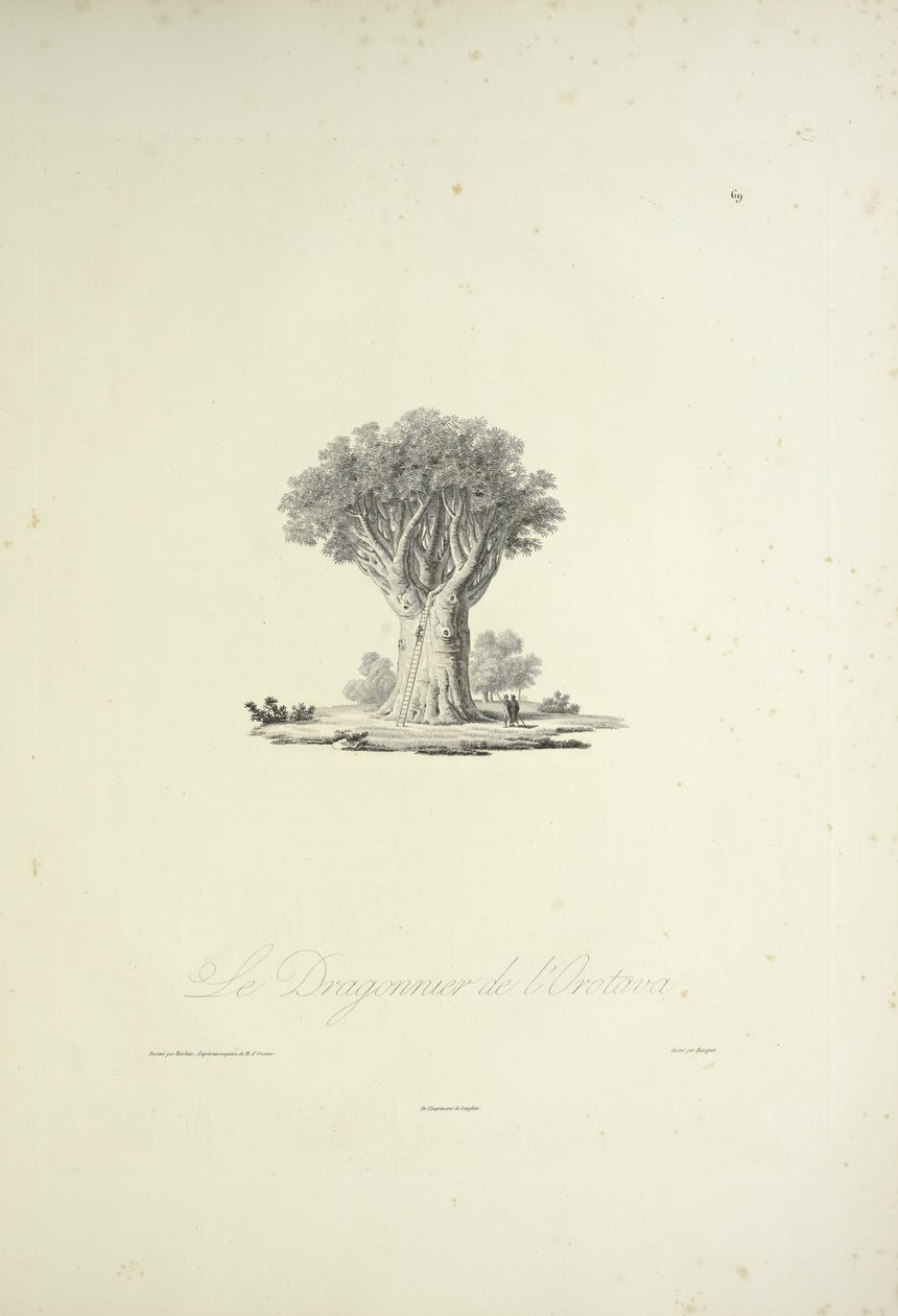 The Dragon Tree of Orotava, engraved by Bouquet, illustration from 
