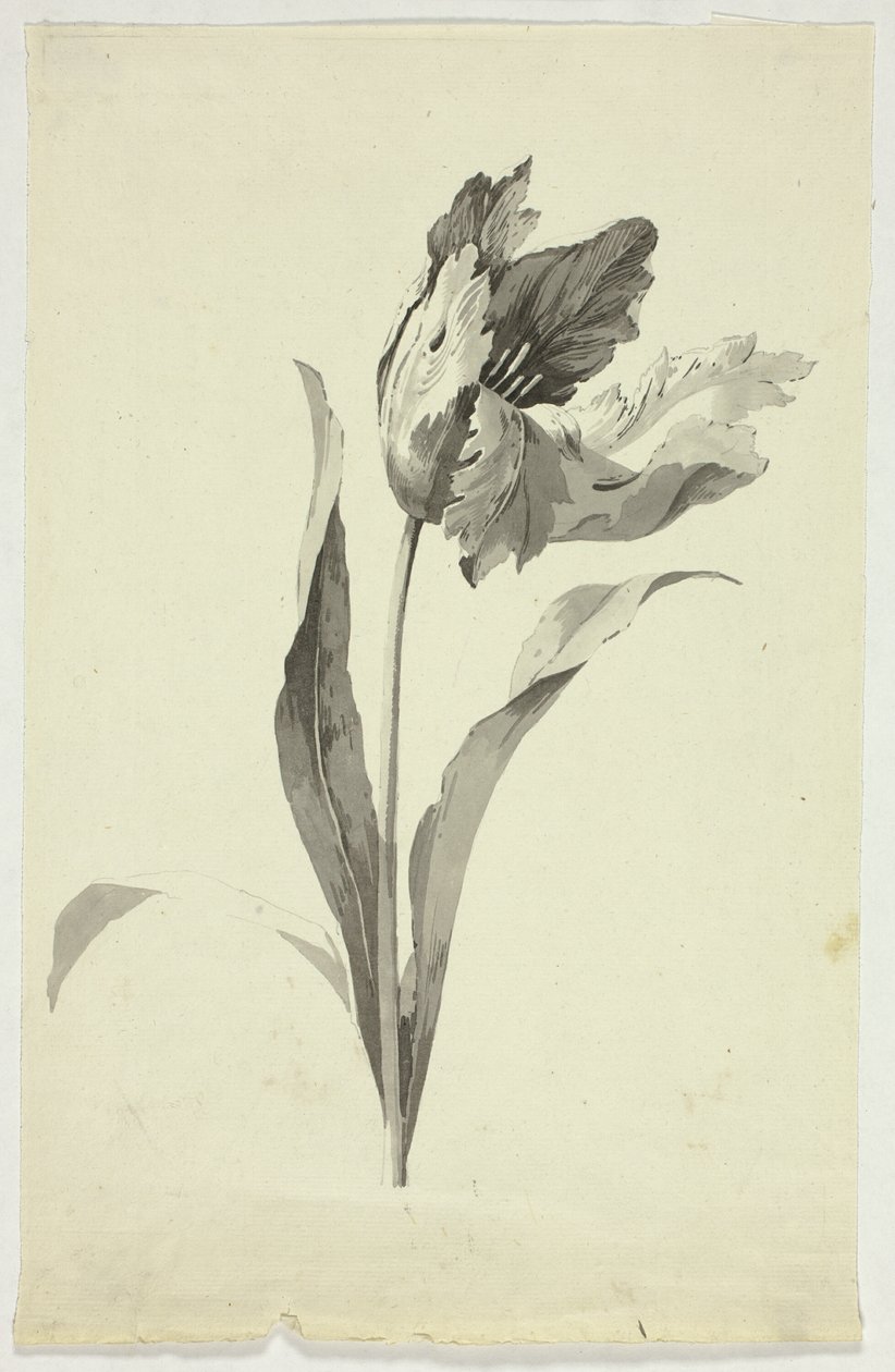 Tulip by Pierre Antoine Mongin