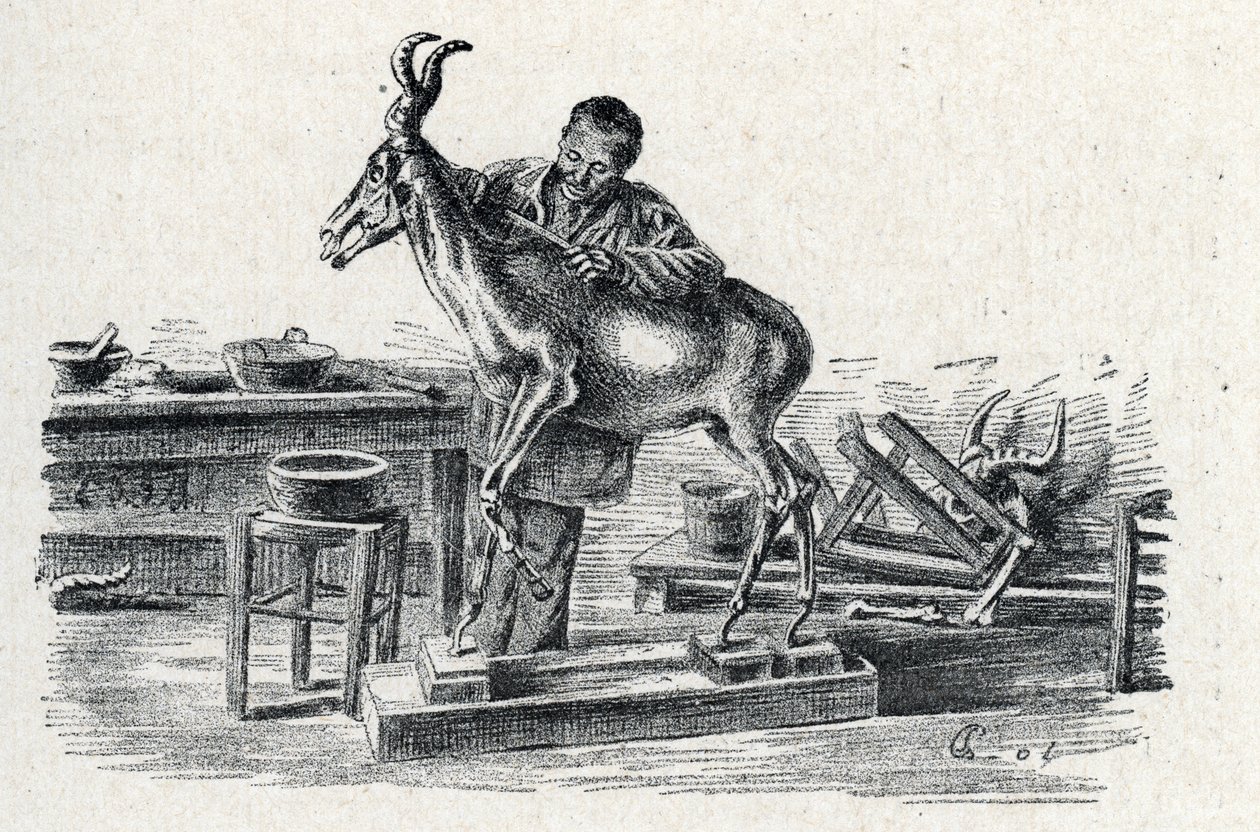 Taxidermy: A taxidermist stuffed hartebeest in his workshop Engraving from “Excursion a travers les metiers” by Pierre Calmette Collection privee by Pierre Calmettes