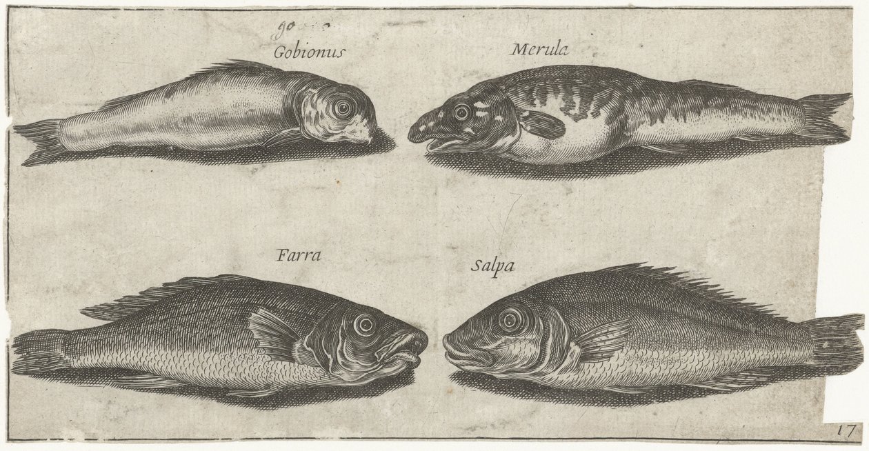 Gudgeon, Pufferfish, Whiting, and Another Fish (series title: Fishes) by Pierre Firens
