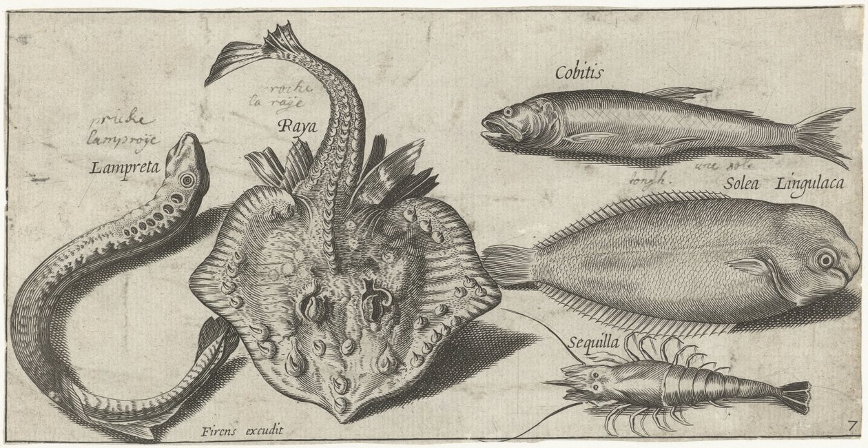 Ray, Lamprey, Shrimp, and Two Other Fish by Pierre Firens