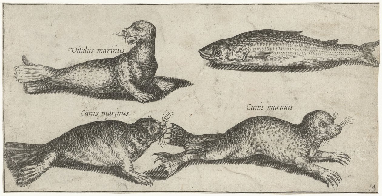 Two Seals, a Sea Lion, and a Mullet by Pierre Firens