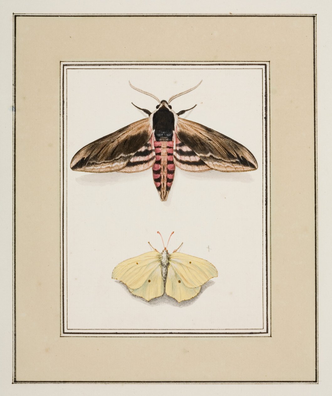 Privet Hawk Moth and Common Brimstone, c.1755-65 by Pierre Francois Ledoulx