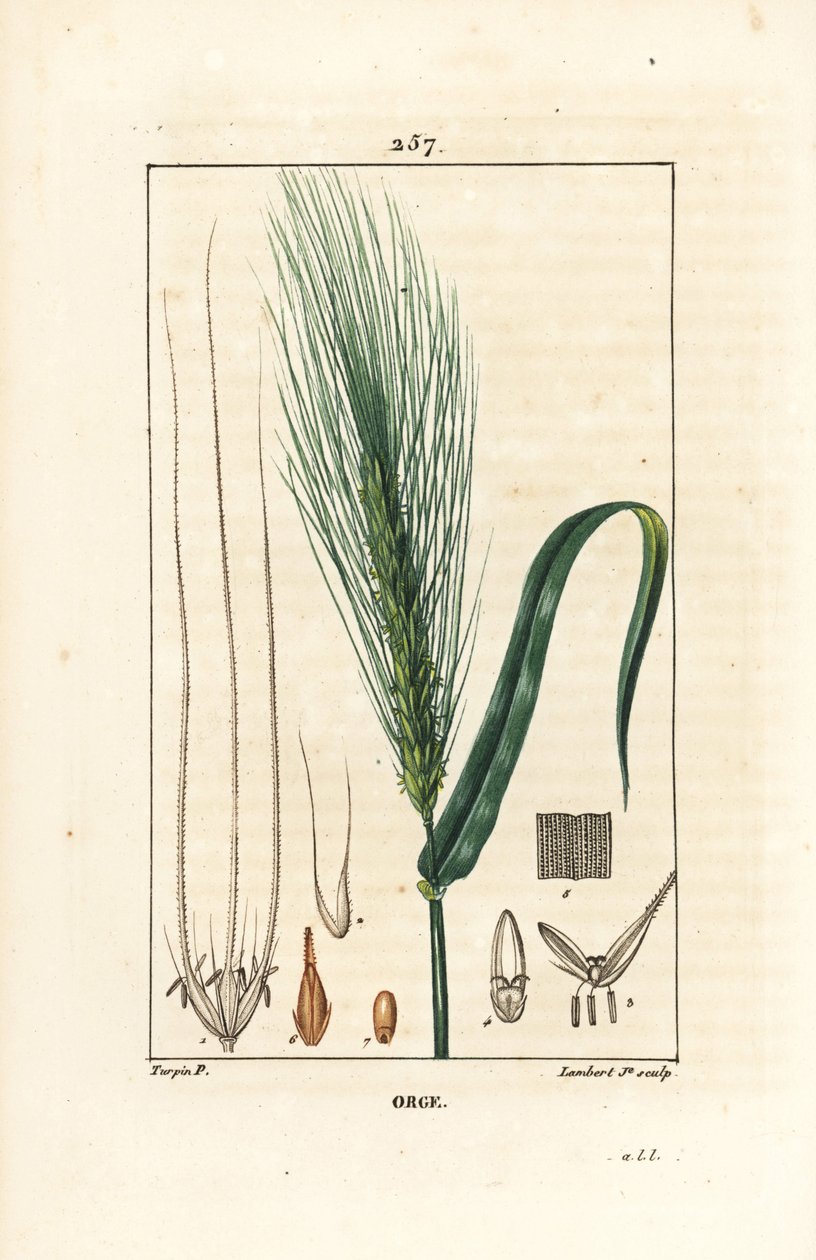 Barley, Hordeum vulgare, showing stalk, leaf and seed spike (Illustration from La Flore Medicale) by Pierre Jean Francois Turpin