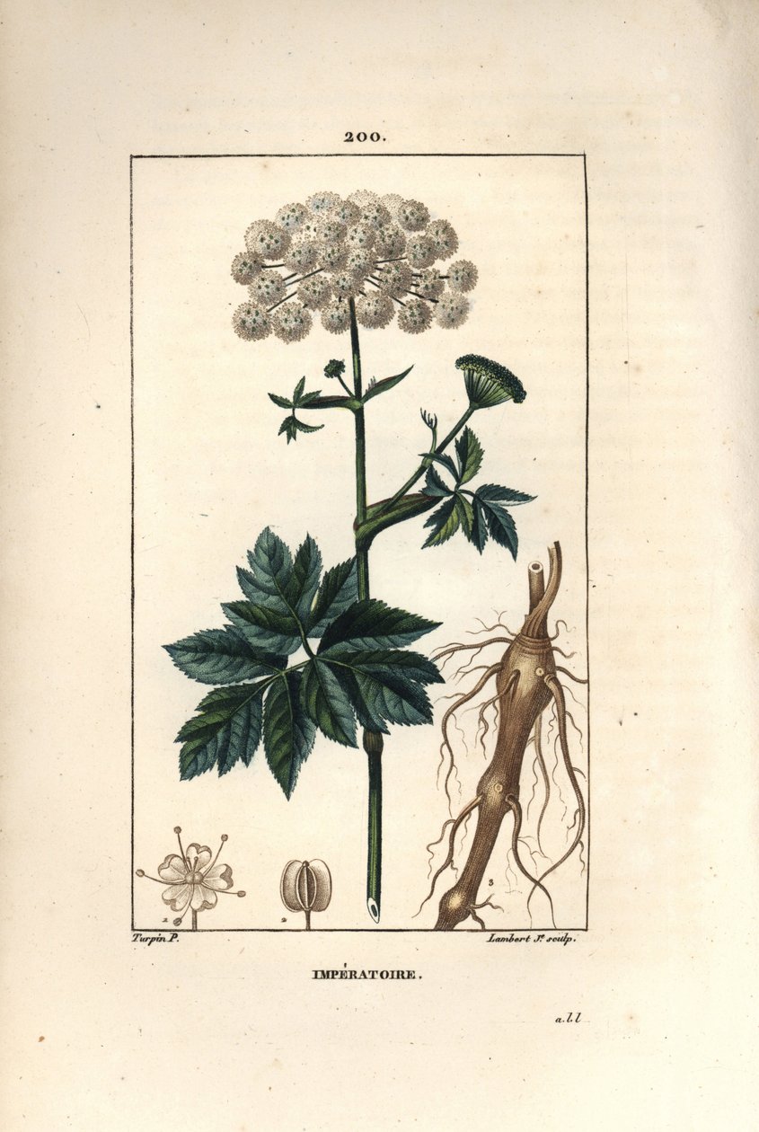 Benzoin or imperatoire - Masterwort, Imperatoria ostruthium, with flower, leaf and root by Pierre Jean Francois Turpin
