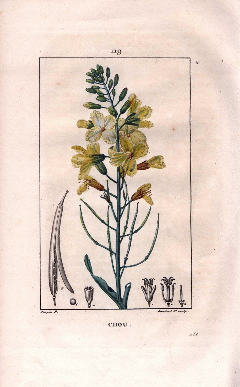 Cabbage Flower, Brassica oleracea. Handcoloured stipple copperplate engraving from Chaumeton, Poiret et Chamberet