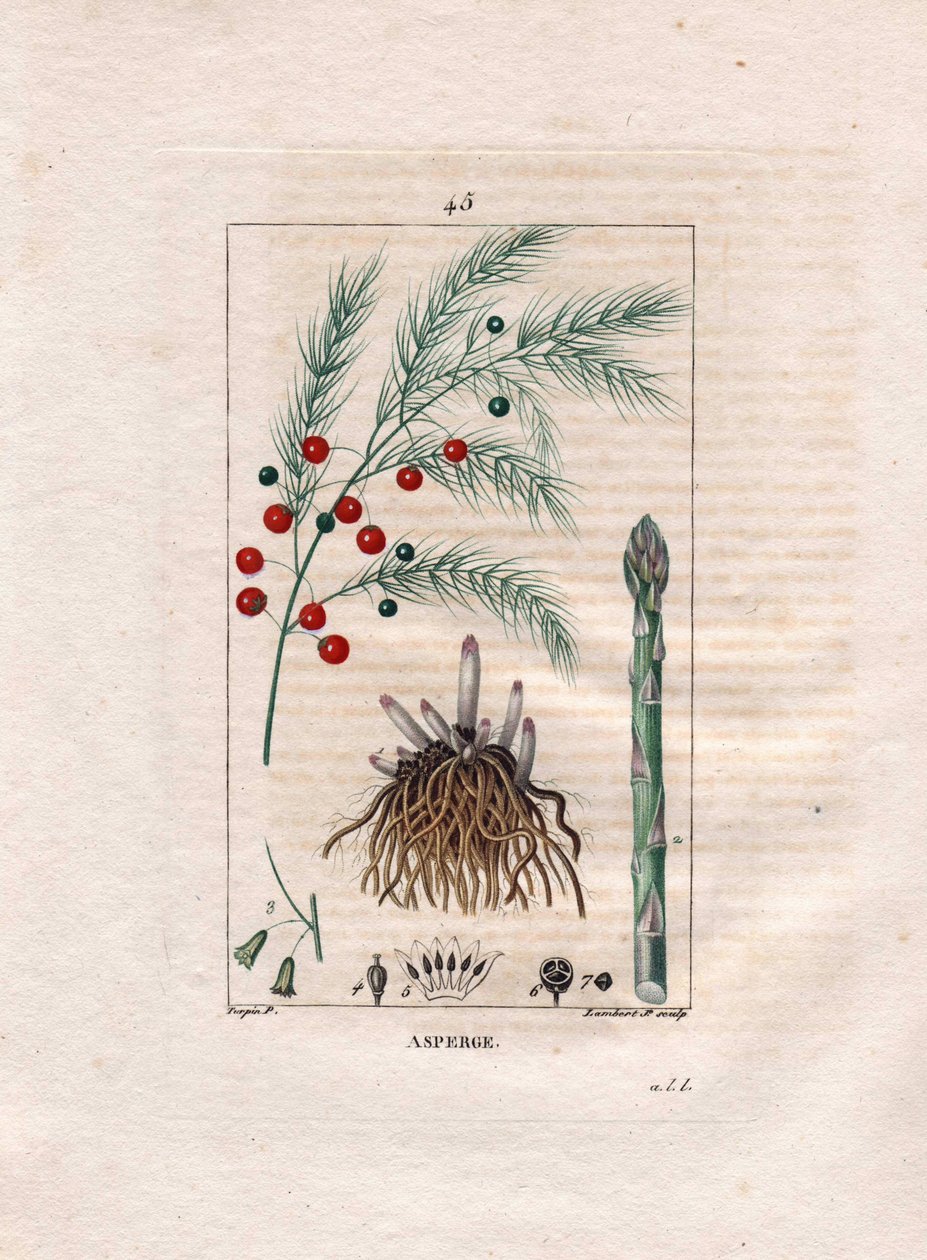 Asparagus, Asparagus officinalis from 