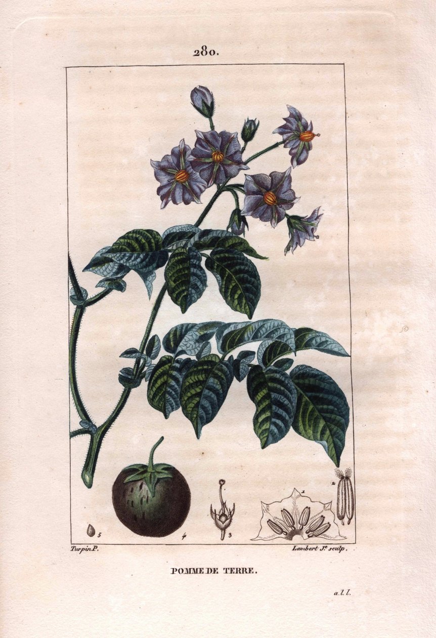 Botany: potato - Potato plant, flowers and fruit, Solanum tuberosum by Pierre Jean Francois Turpin