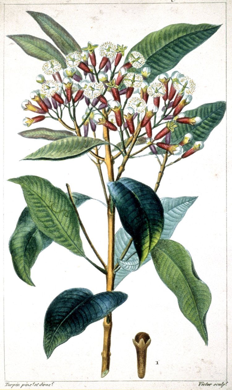 Clove tree and clove, middle of the 19th century by Pierre Jean Francois Turpin