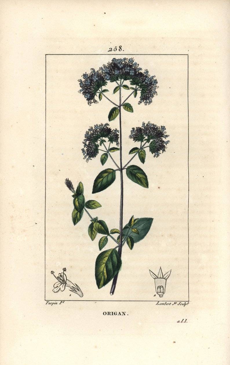 Common oregano, Origanum vulgare, with flower, leaf, stalk and seed (Illustration from La Flore Medicale) by Pierre Jean Francois Turpin