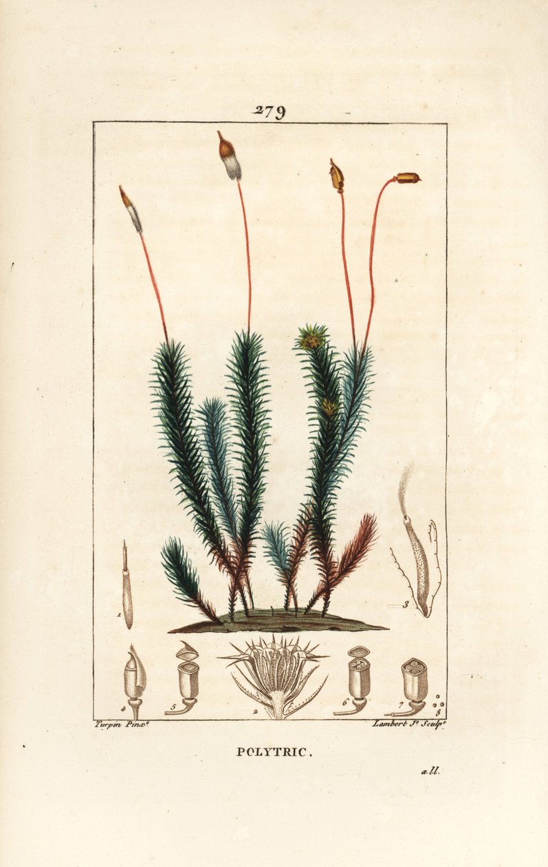 Common Haircap Moss, Common Polytrichum (from La Flore Medicale) by Pierre Jean Francois Turpin