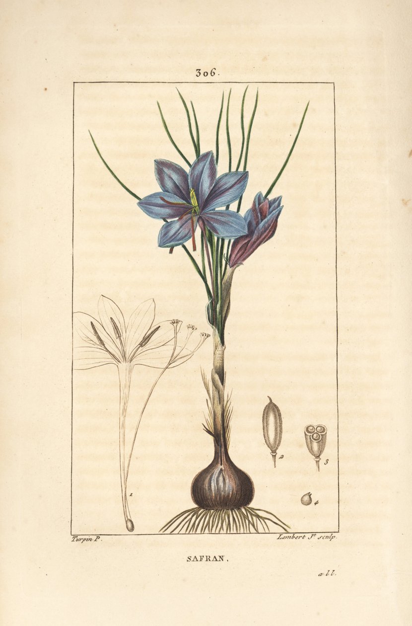 Crocus - Saffron crocus, Crocus sativus, showing flower, leaf, stem, bulb and stigma by Pierre Jean Francois Turpin