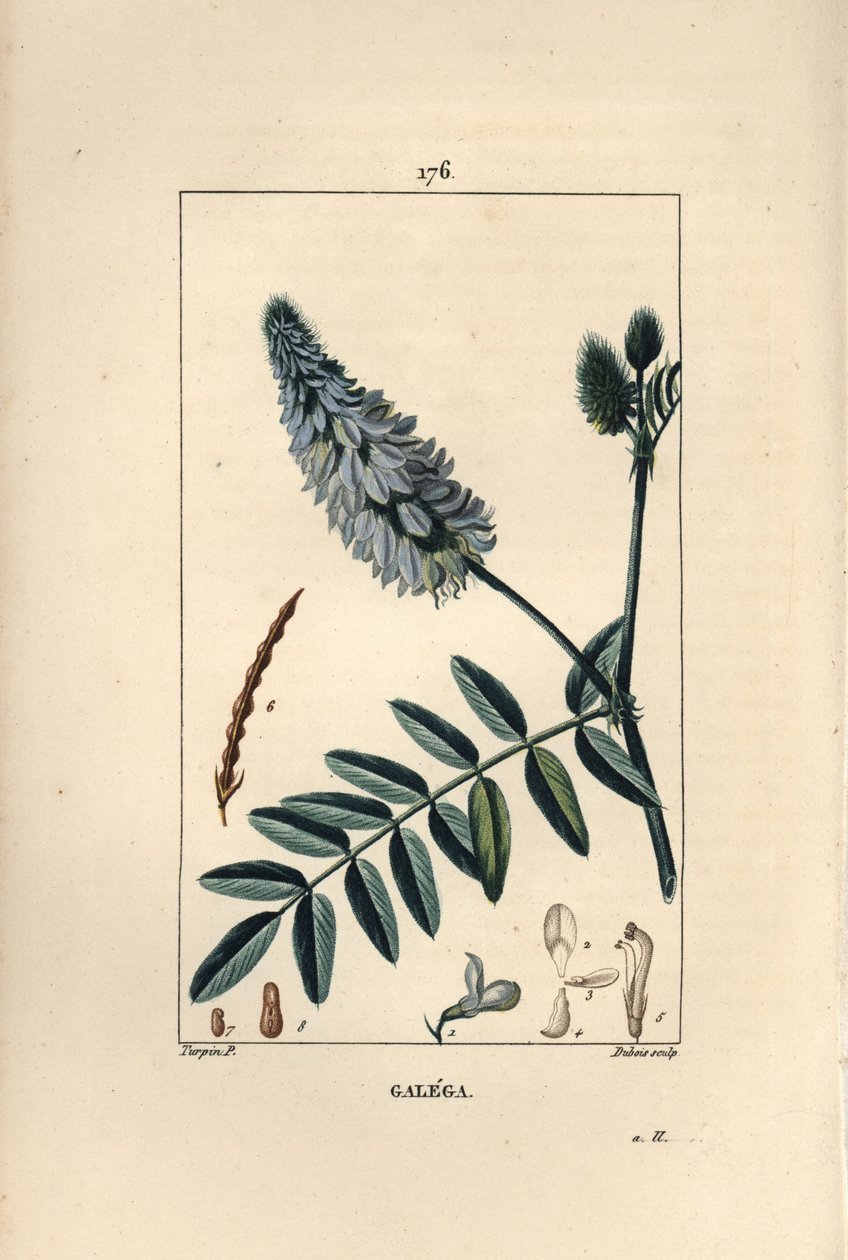 Galega by Pierre Jean Francois Turpin