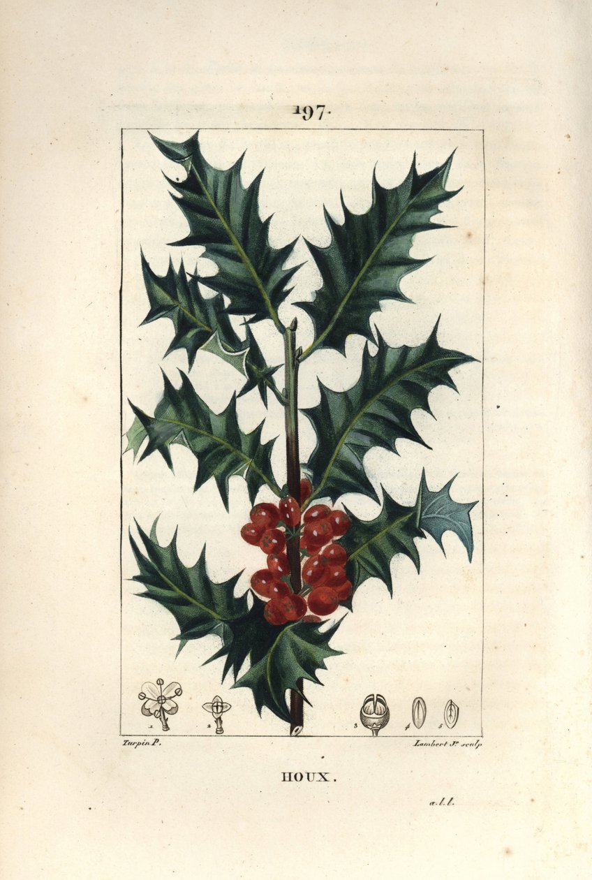 Holly, Ilex aqualifolium, with prickly leaves and red berries by Pierre Jean Francois Turpin