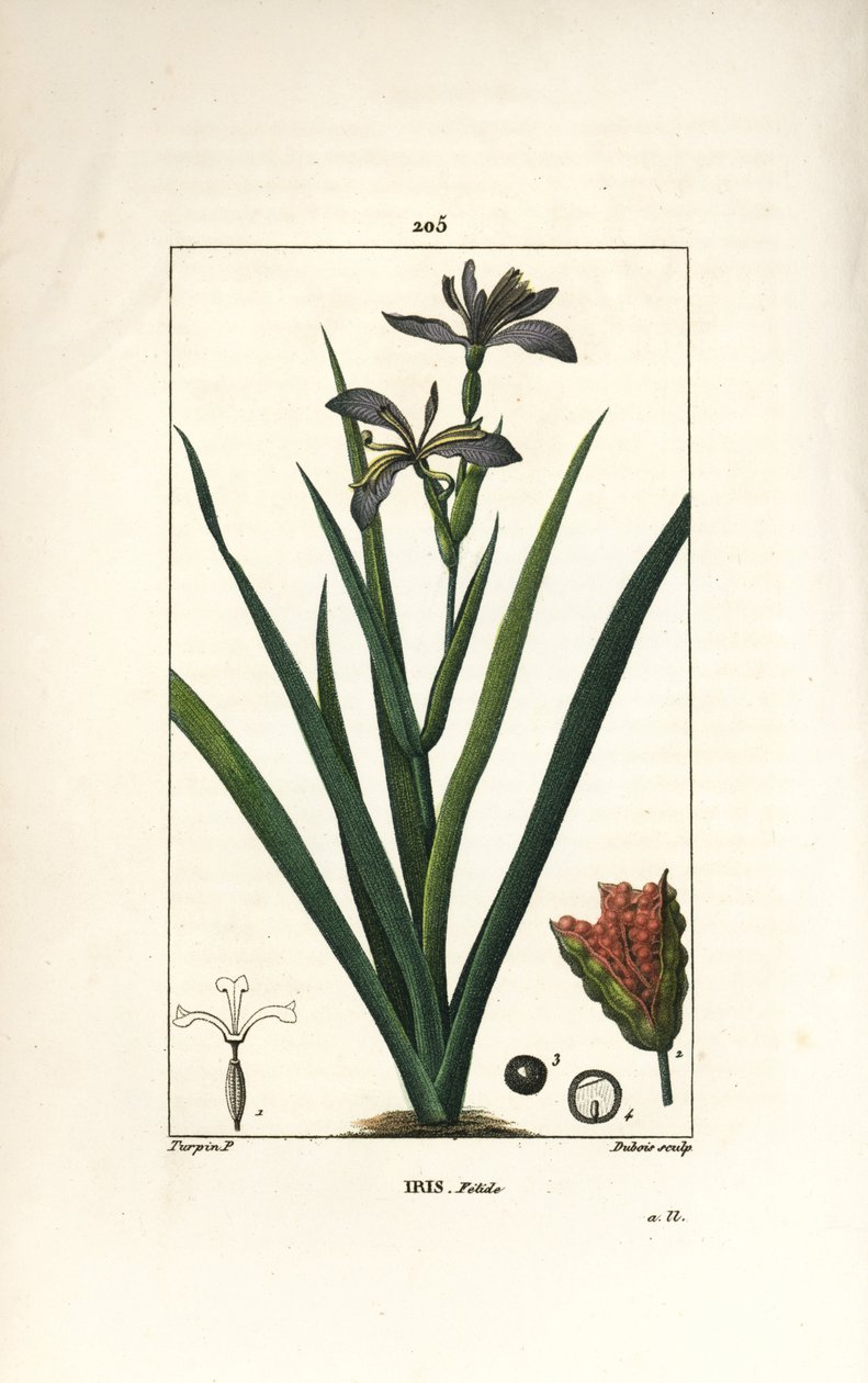 Stinking Iris, Iris foetida, with Flower, Leaf and Seed Pod by Pierre Jean Francois Turpin
