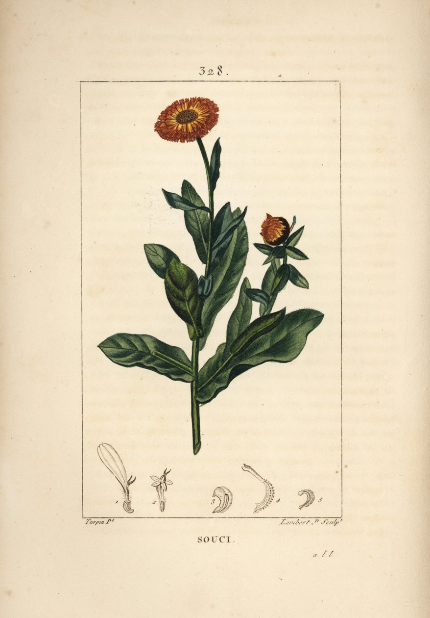 Marigold, Calendula Officinalis by Pierre Jean Francois Turpin