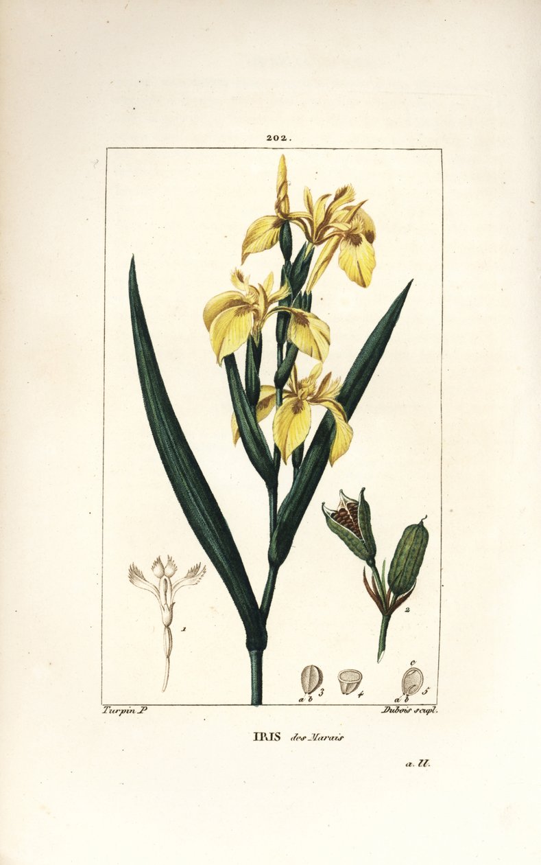 Yellow Iris, Iris Palustris Lutea by Pierre Jean Francois Turpin
