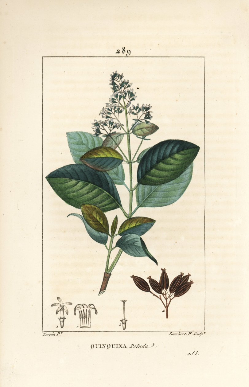 Michurago or Monkey Fruit, Ladenbergia Macrocarpa by Pierre Jean Francois Turpin
