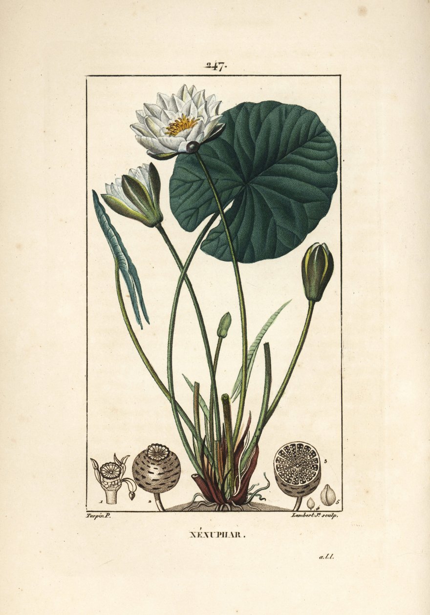 White Water Lily, Nymphaea alba (from La Flore Medicale) by Pierre Jean Francois Turpin