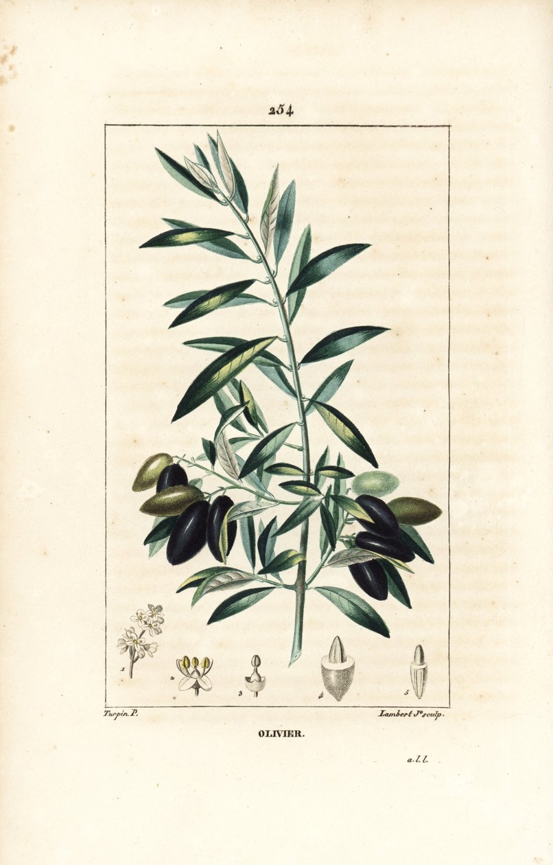 Olive Tree, Olea europaea, with Leaf, Branch, Fruit and Seed by Pierre Jean Francois Turpin