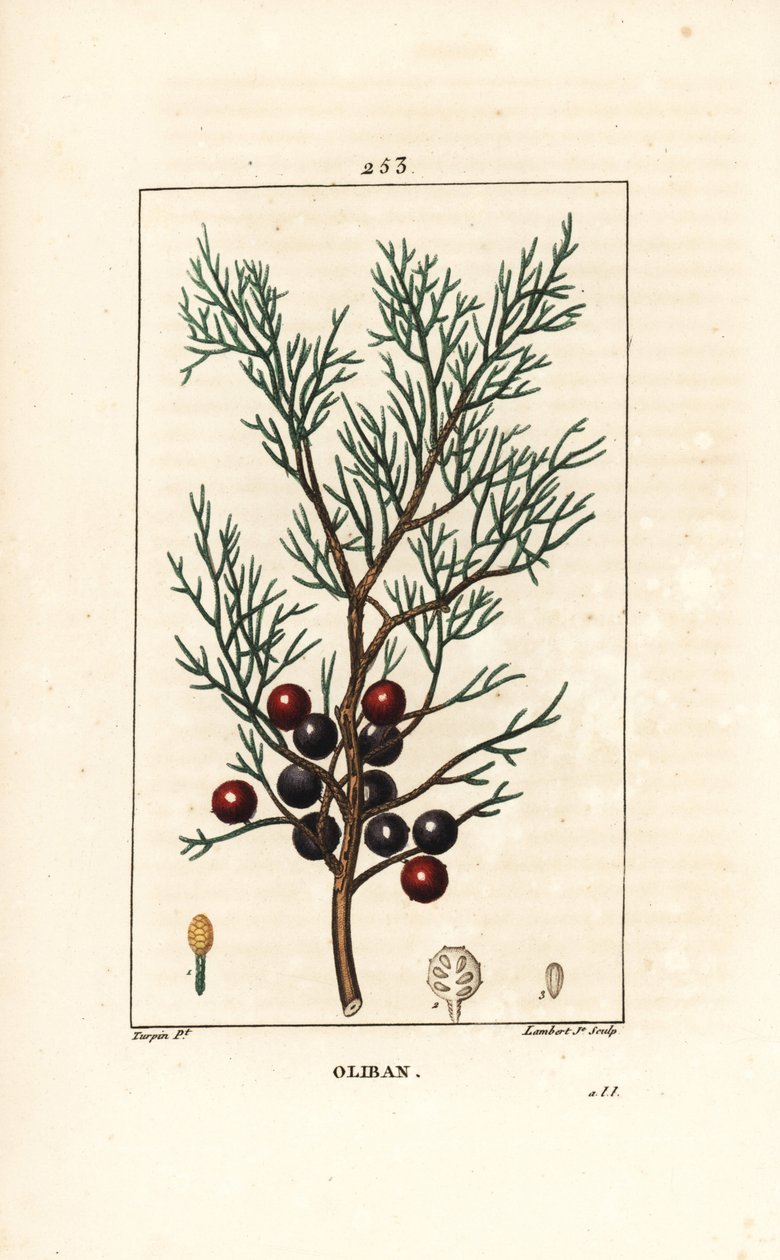 Phoenicean Juniper (from 