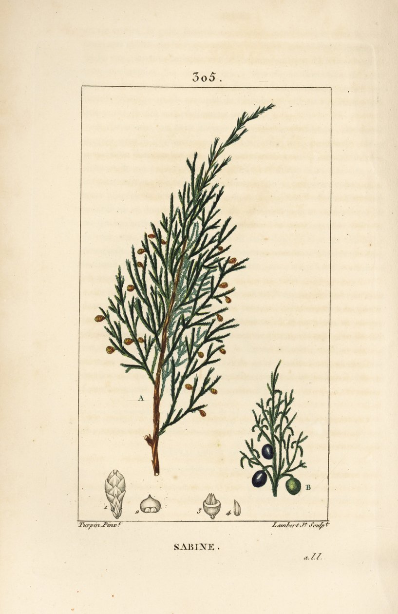 Sabine Juniper, Juniperus Sabina by Pierre Jean Francois Turpin