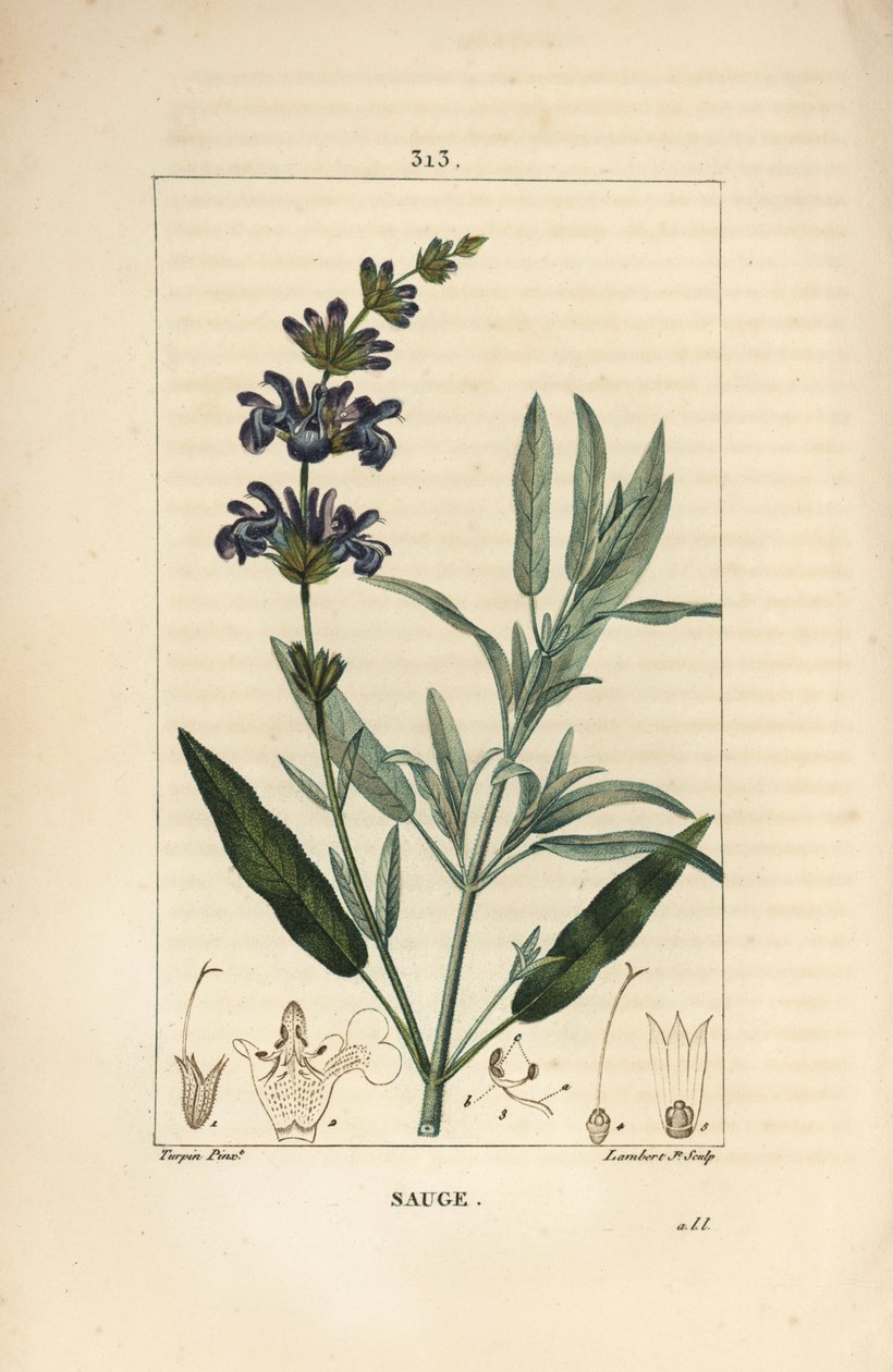 Sage officinale - Common sage, Salvia officinalis, with flower, leaf, stalk, and seed by Pierre Jean Francois Turpin