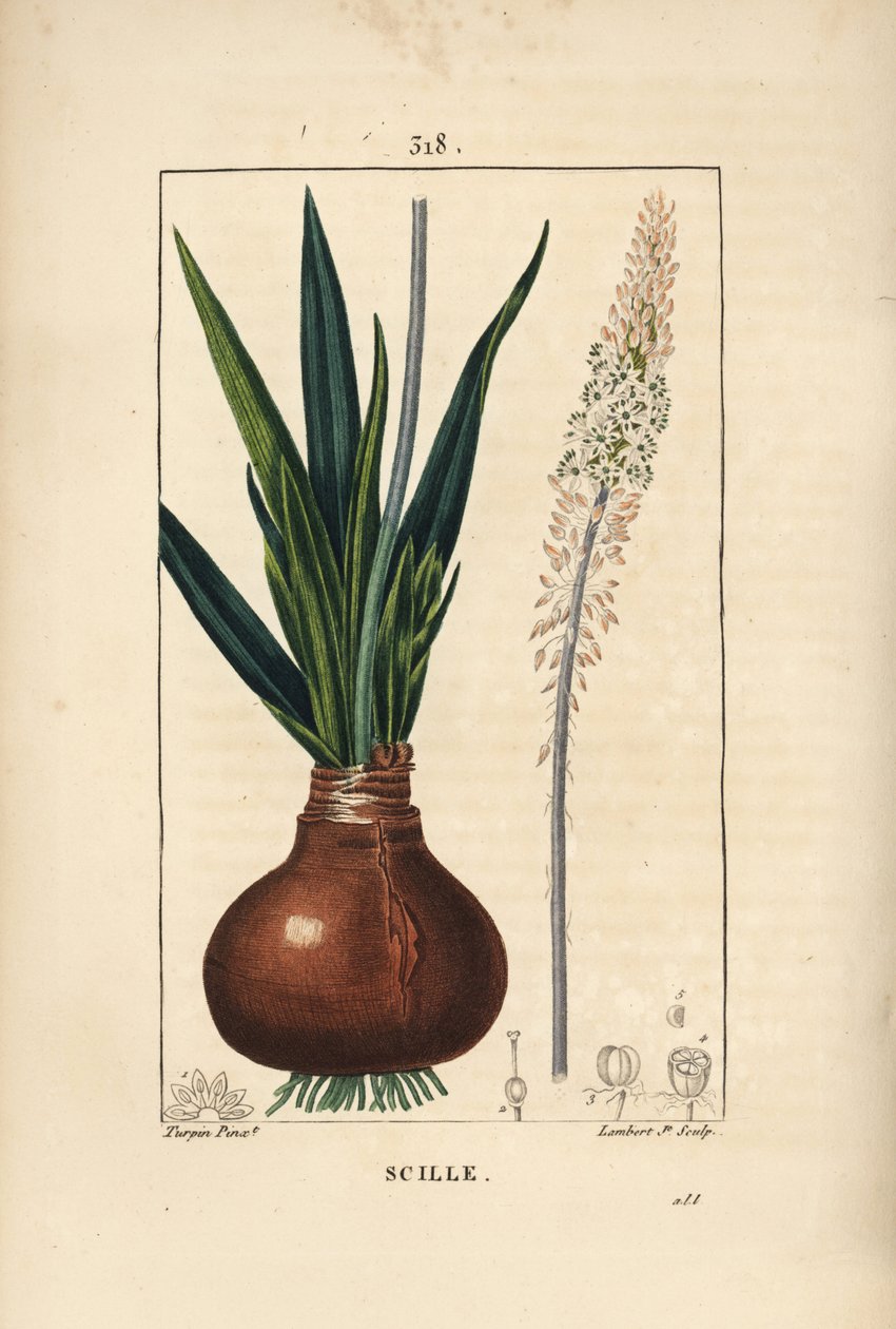 Sea squill, Drimia maritima, with bulb, leaf, stalk and flower by Pierre Jean Francois Turpin