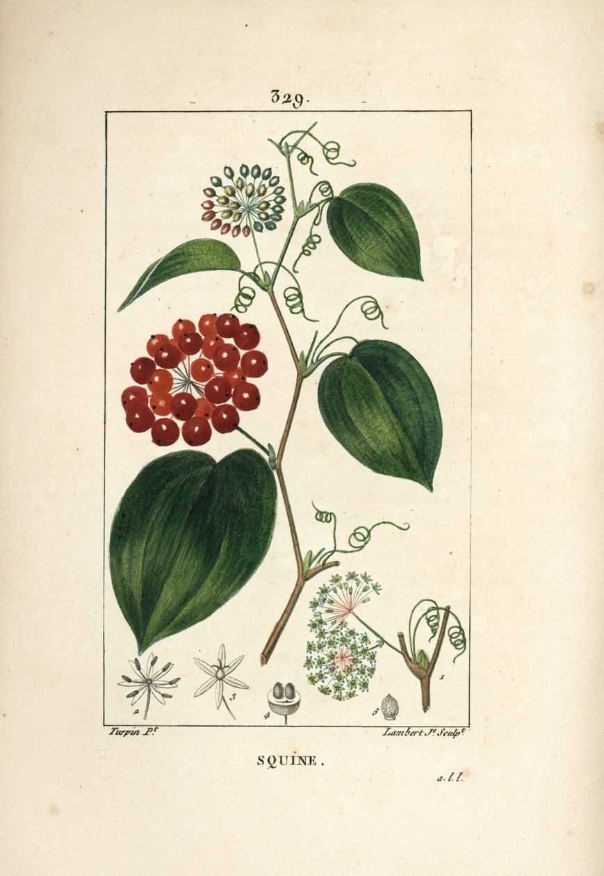 Chinese Smilax, Smilax China by Pierre Jean Francois Turpin
