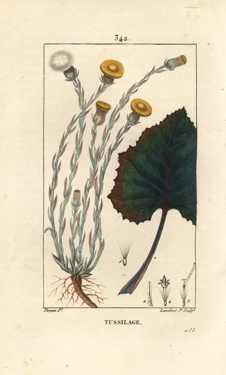 Coltsfoot - Tussilago farfara, with flower, leaf, stem and root by Pierre Jean Francois Turpin
