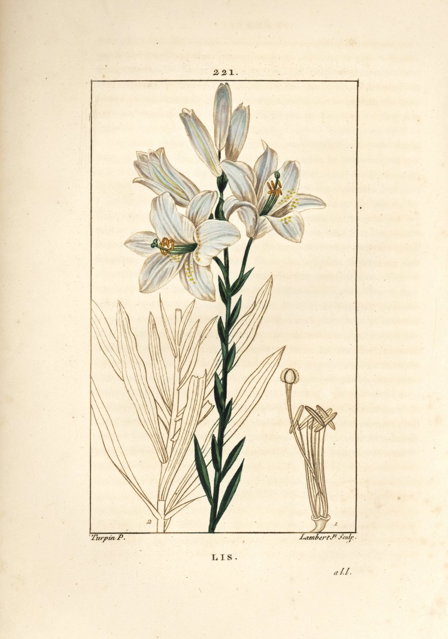 White Lily, Lilium candidum by Pierre Jean Francois Turpin