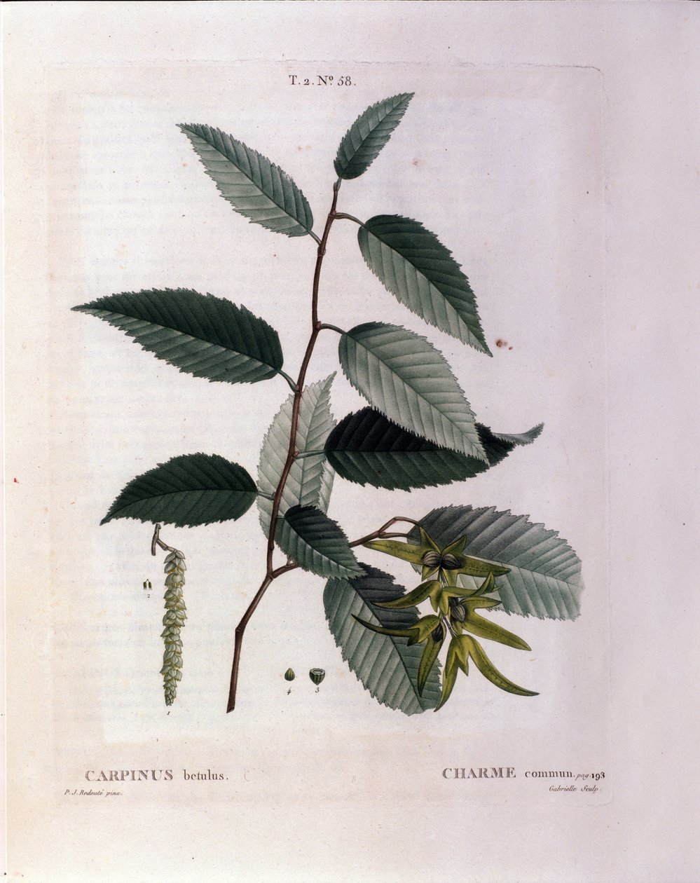 Botanical: Branch of Charm. Plate Taken from 