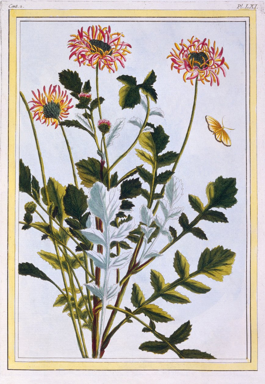 Ethiopian Arctotis African Daisy, pub. 1776 by Pierre-Joseph Buchoz