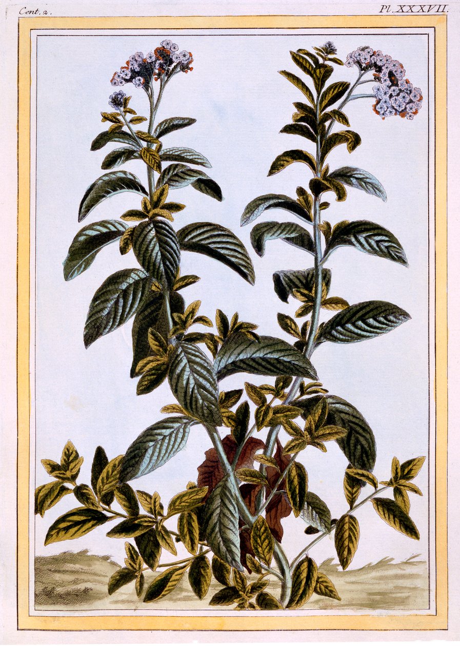 Heliotrope or Cherry Pie, 1776 by Pierre Joseph Buchoz