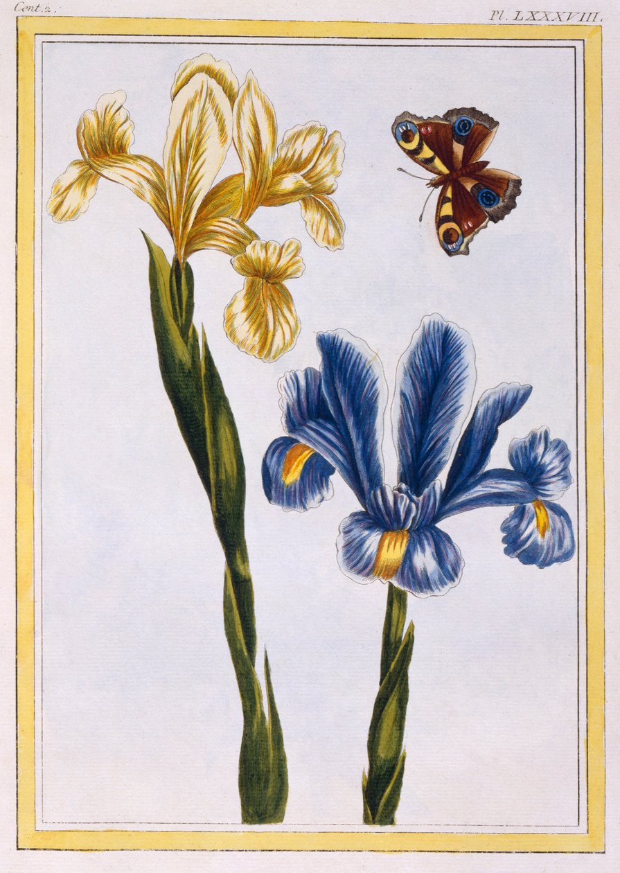 Yellow and Violet Irises by Pierre-Joseph Buchoz