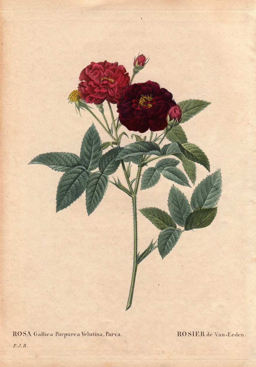 Botanical Board, Flower, Rose Variety: Van Eeden Rose (Rosa