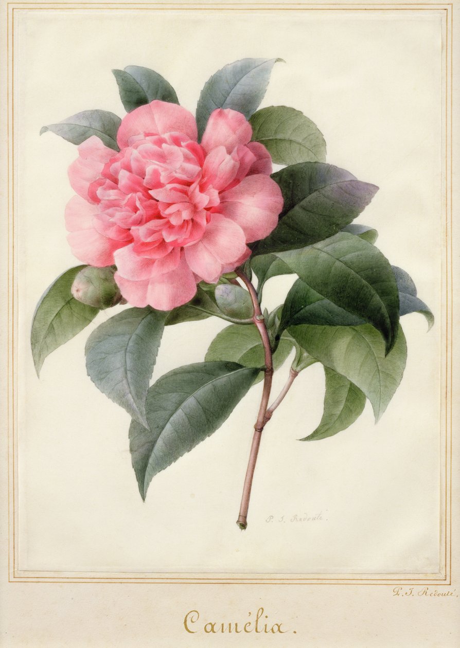 Camelia by Pierre Joseph Redouté