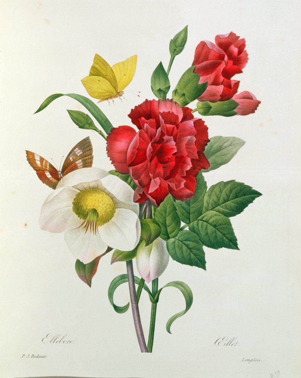 Christmas Rose, Helleborus Niger and Red Carnation with Butterflies, from 