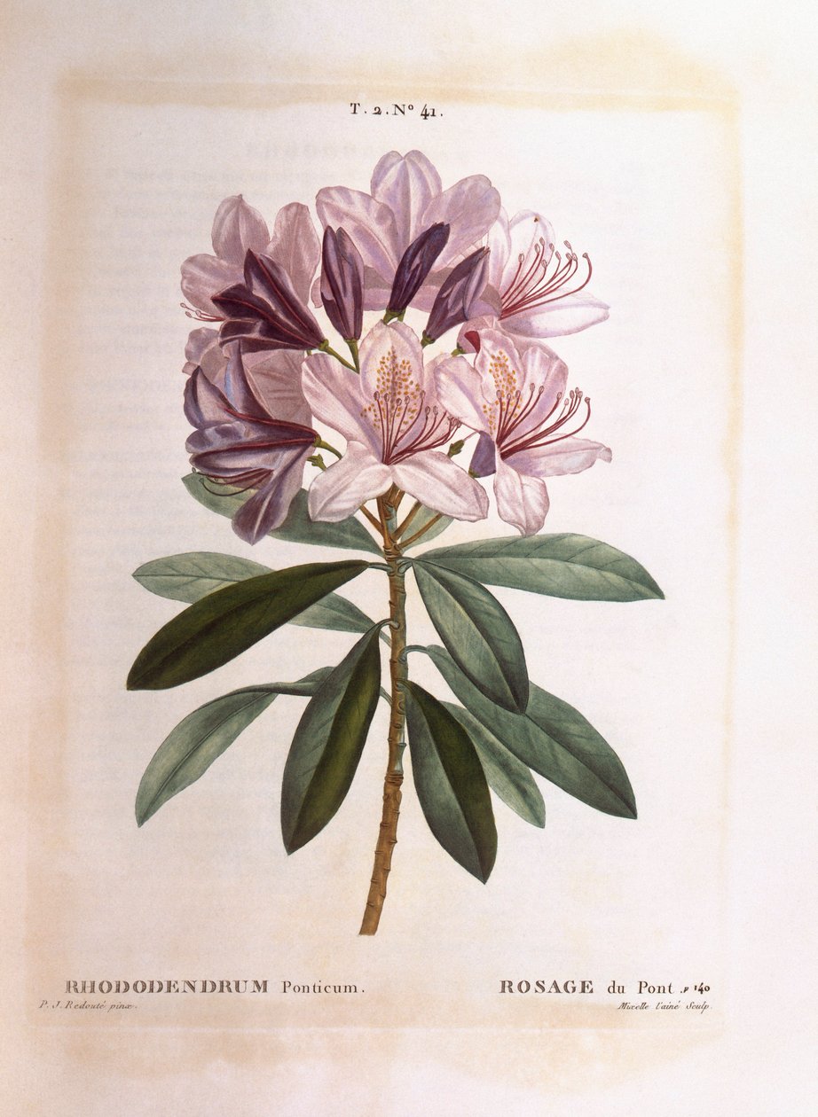 Common Rhododendron (Rhododendron ponticum) by Pierre Joseph Redouté