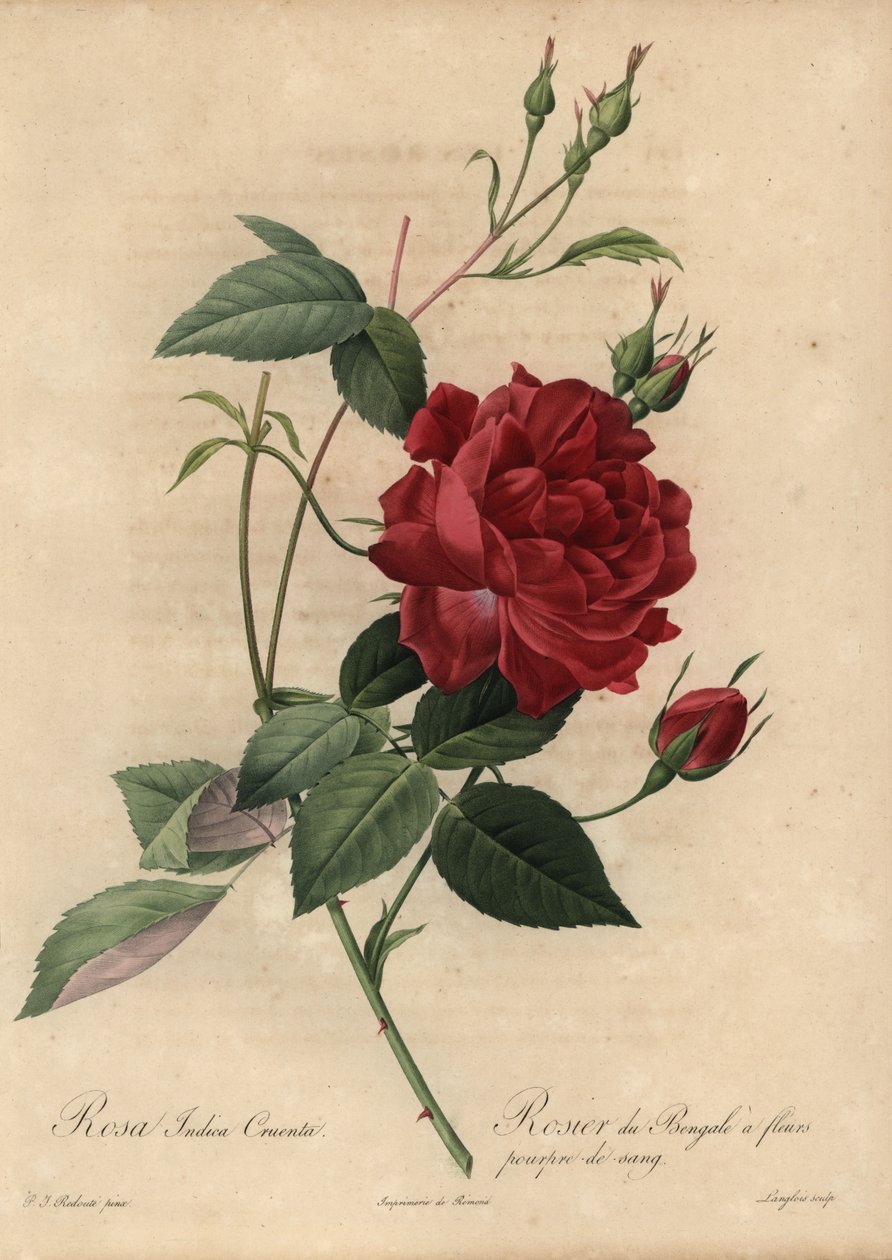 Crimson China rose, Rosa chinensis by Pierre-Joseph Redouté