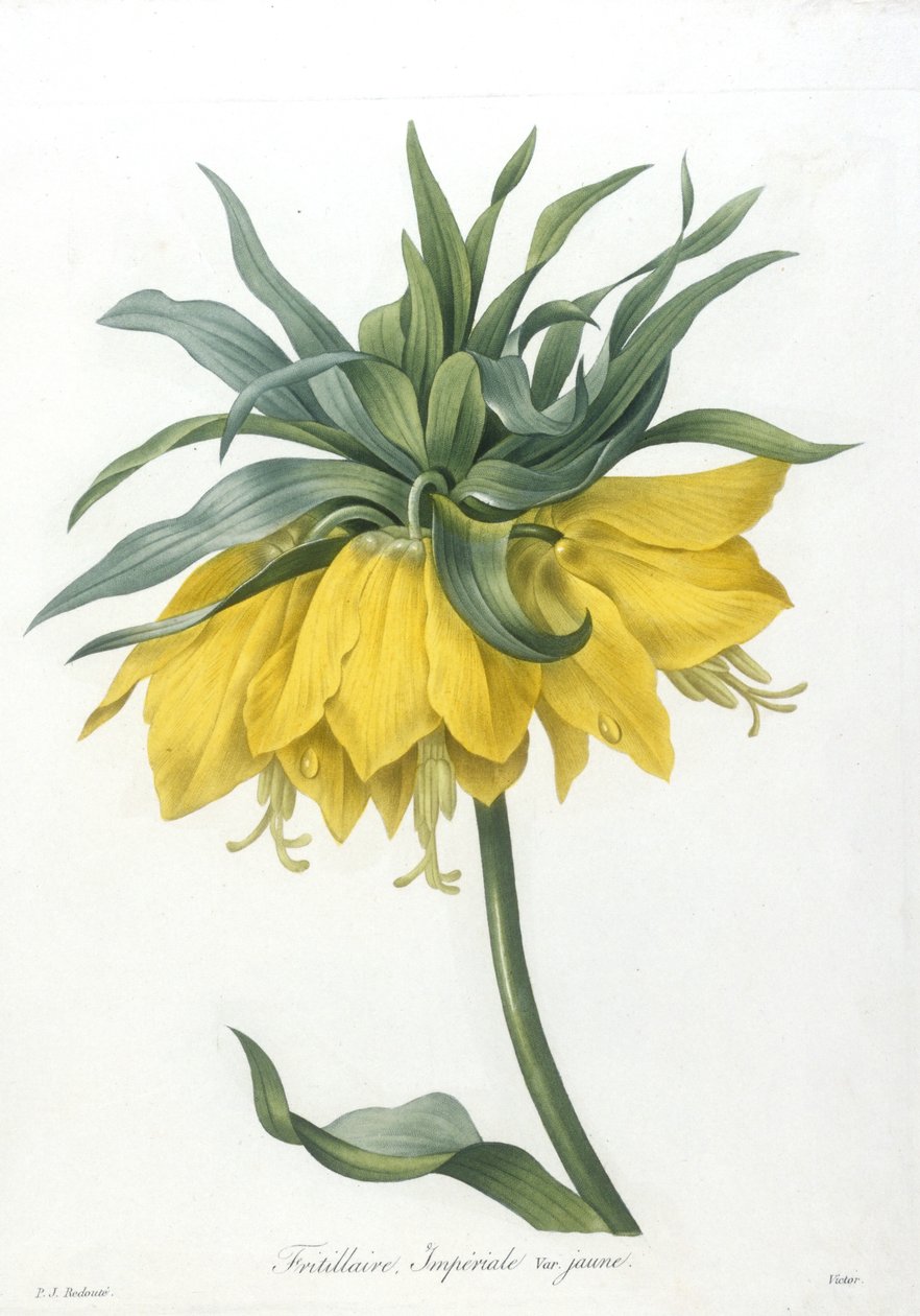 Fritillaire, from Choix Des Plus Belle Fleurs et des Plus Beaux Fruits, 1827 by Pierre Joseph Redouté