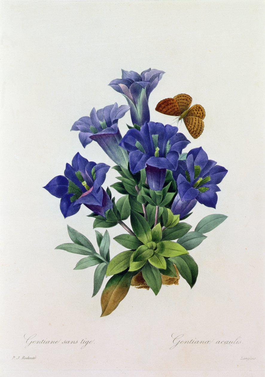 Gentiana Acaulis by Pierre Joseph Redouté