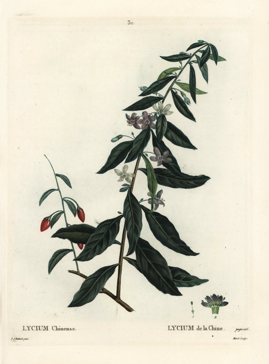 Goji Berry or Chinese Boxthorn, Lycium Chinense by Pierre Joseph Redouté