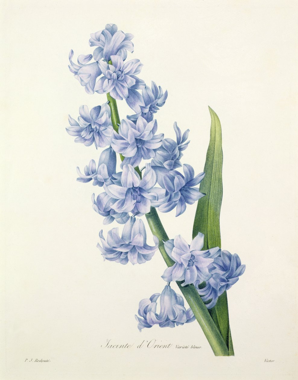 Hyacinthus Orientalis Common Hyacinth Engraved by Victor from Choix des Plus Belles Fleurs 1827