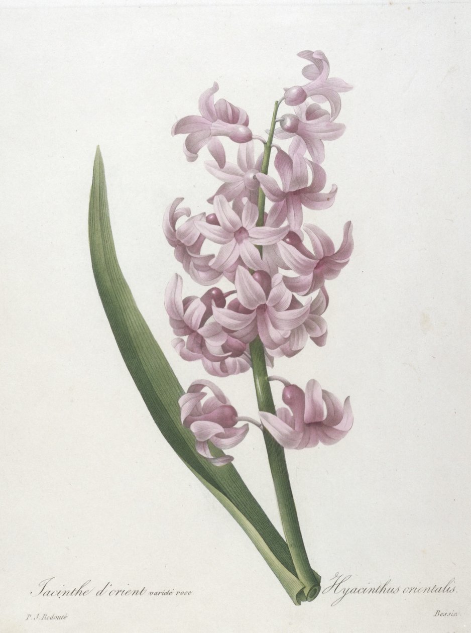 Jacinthe dorient, from Choix des Plus Belle Fleurs et des Plus Beaux Fruits, 1827 by Pierre Joseph Redouté