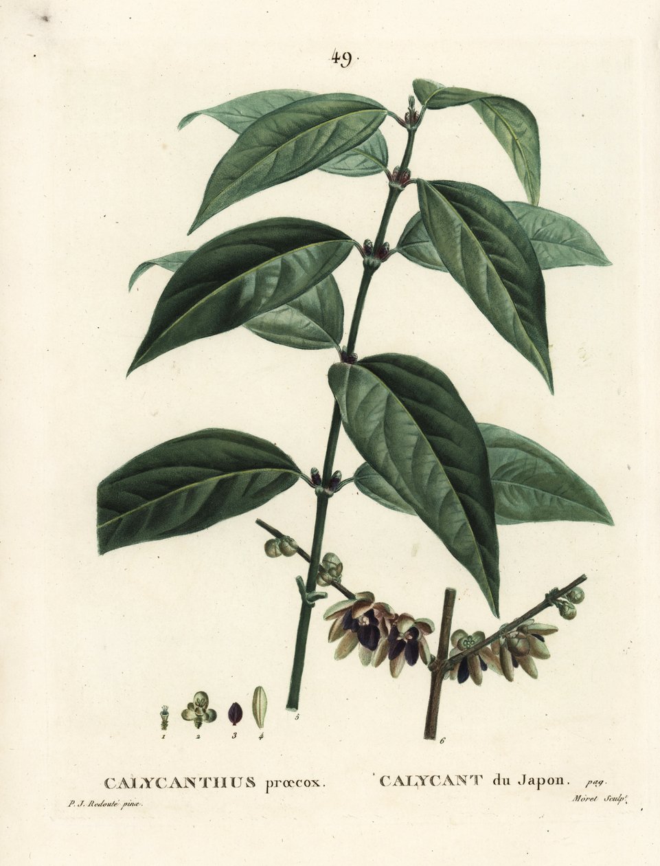 Japanese Allspice, Chimonanthus praecox by Pierre Joseph Redouté