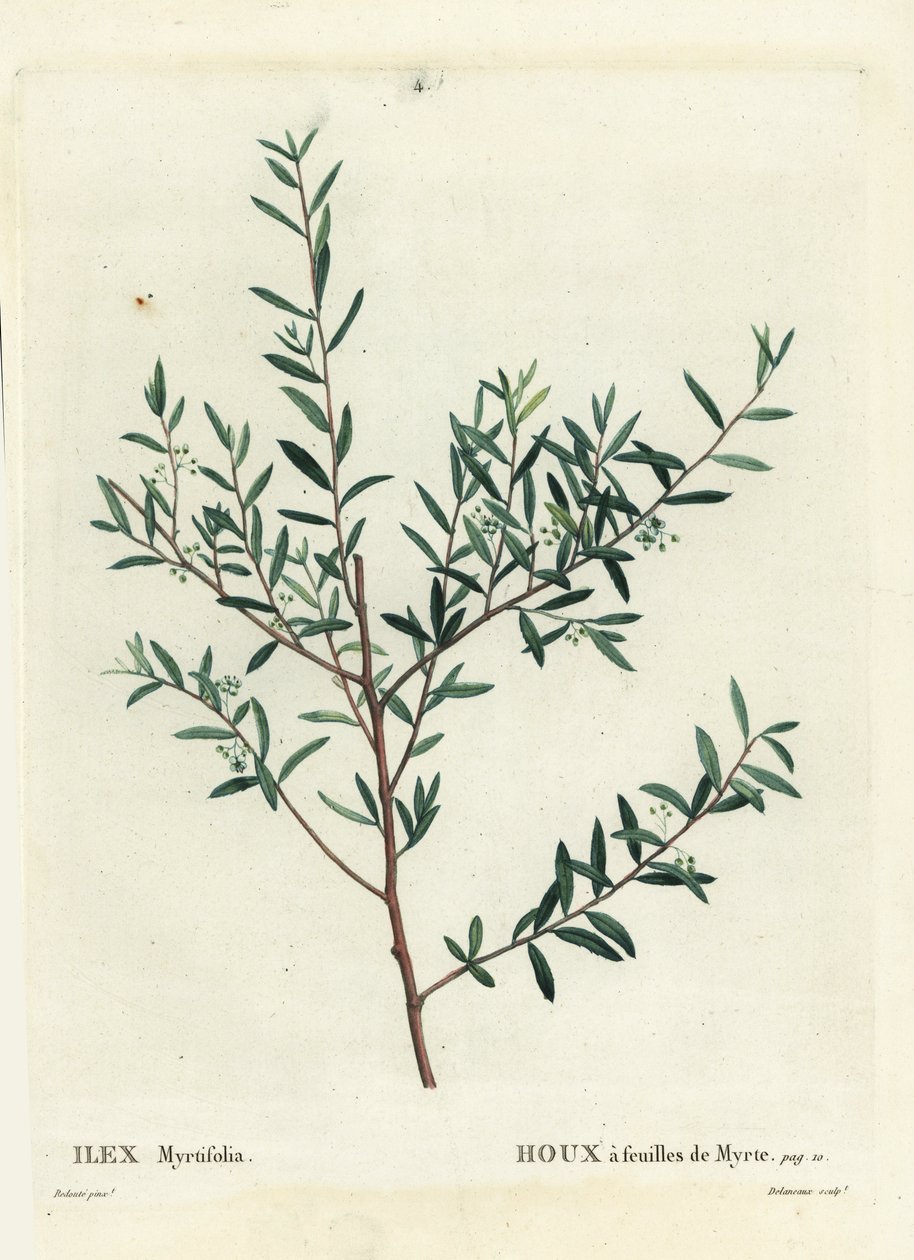 Myrtle holly or myrtle dahoon, Ilex myrtifolia. Handcoloured stipple engraving by Delaneaux after an illustration by Pierre-Joseph Redoute from Henri Louis Duhamel du Monceau