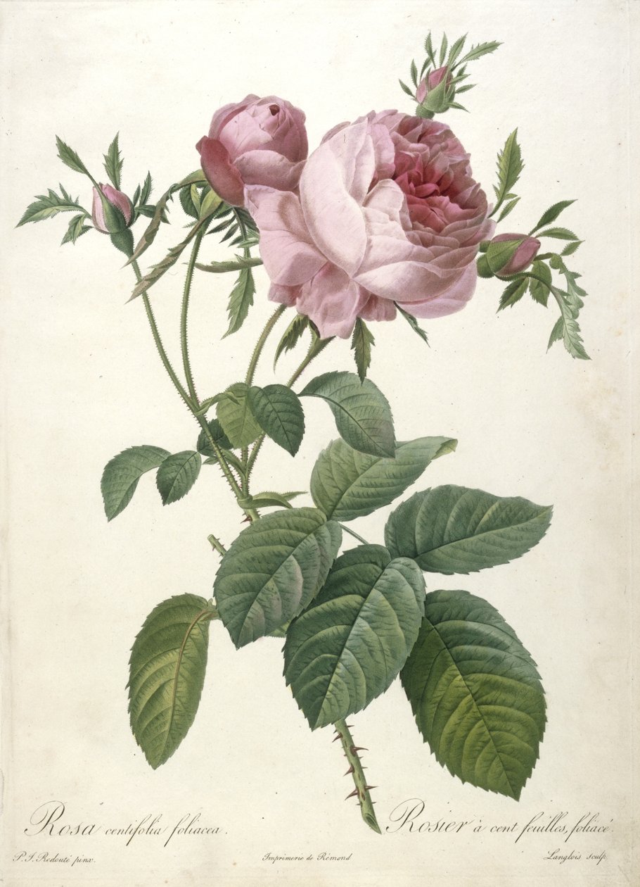 Rosa centifolia foliacea, from Les Roses, 1817-24 by Pierre Joseph Redouté