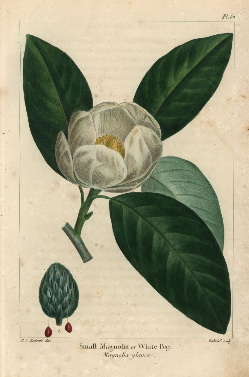 Small magnolia tree or white bay, Magnolia glauca by Pierre Joseph Redouté