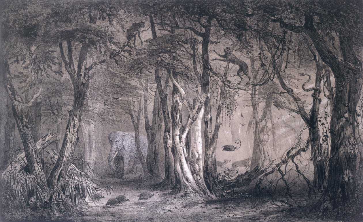 Virgin Forest on the Edge of the Blue Nile, from Voyages au Soudan Oriental et dans l